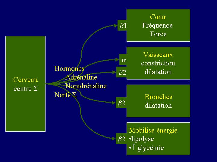 beta-marfan_1