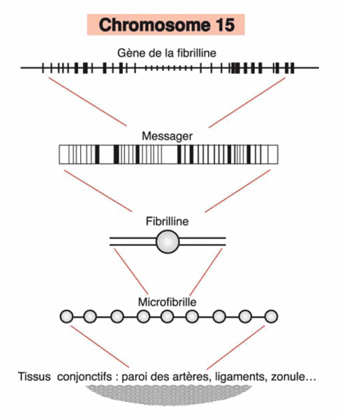 genetique-marfan_2